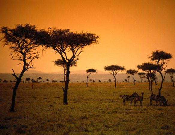 Kenya Safari
